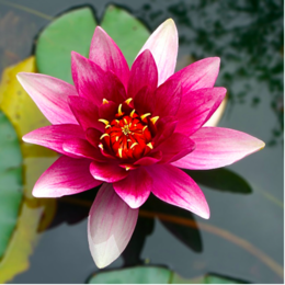 Ternyata Bunga Lotus Dapat Mengembalikan Kemurnian Kulit Wajah