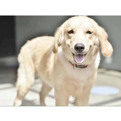 <div class="photoCaption">Our big girl definitely knows how to pose! 📸📲👌🏼🐶 #dog #dogstagram #doglover #goldenretriever #coco #chanel #beauty #vscocam #vscoph #igers #igersmanila #blogger #bloggerph #clozette #teamshirubi 👑</div>