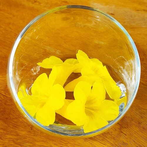 <div class="photoCaption">Good #monday morning, #morning glory! #throwback to this simple yet pretty accessory on our dining table every morning for #breakfast. Such a pleasing bright #yellow flower with very mild #fragrance. 🌻
🌺
🌻
🌺
🌻
#flowers #instatravel #instapic #instaphoto #travelstagram #wanderlust #travelgram #travel #trip #flowerstagram #foliage #clozette #livelifelove #eatpraylove #cambodia #luxury #hotel #holiday #vacation #florals #nomondayblues</div>