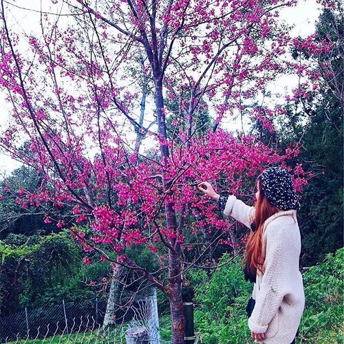 <div class="photoCaption">Although the grass is not as green in the winter, we managed to catch some pretty pinks in the trees. Magnificent view if you ask me. 💕.....#clozetteco #clozette #pink #pinks #me #myself #crayyzeetravels #crayyzeeintaiwan #taiwan #cingjing #qingjing #flowers #pinkflowers #pinktree #me #myself #glambassador #instagood #artsy #artistic #art #starclozetter #clozetter #taichung #nantou #travel #travels #traveling #travelling #latergram</div>