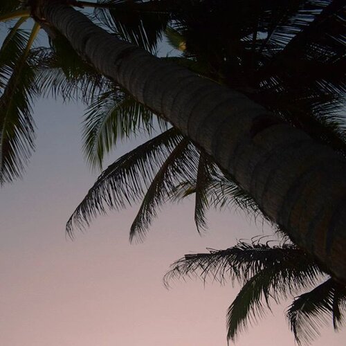 <div class="photoCaption">Summer, you don't have to go just yet 😔😢
.
#vsco #vscocam #palmtrees #sunset #trees #vscophile #clozette #igers #instadaily #photooftheday #photography #nikon #nature #wanderlust #naturephotography #beach #sea #summer #summervibes #travelgram #igtravel #instagood #blogger #bloggerph #tropical #philippines</div>