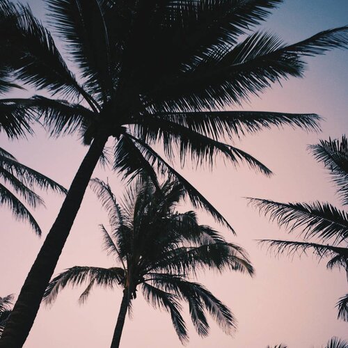 <div class="photoCaption">Find me under the palm trees
.
#vsco #sunset #travel #summer #instadaily #wanderlust #clozette #vscocam #vscophile #beach #island #life #philippines #igers #photography #travelph #trees #photooftheday #pink #love #wallpaper #summervibes #tropical #nature #instagood #blogger #bloggerph #lfl #fff</div>