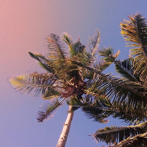 <div class="photoCaption">Tropical vibes forevah 🌴
.
#VSCO #vscocam #sunset #beach #summer #summervibes #nature #nikon #photography #sea #lfl #igers #photooftheday #potd #instadaily #instagood #mood #instanature #wanderlust #travel #clozette #love #travelphotography #vscophile #philippines #pink</div>