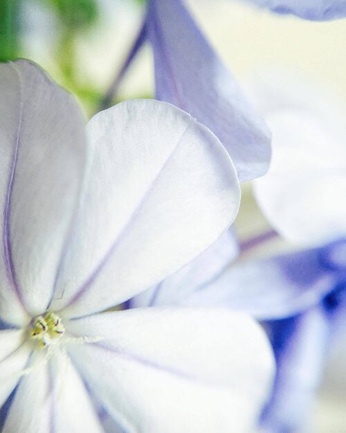 <div class="photoCaption">~~inspiration: mood of the day, this kind of periwinkle purple blue, not too bad at all for a Monday! How's your first day of the week so far, lovelies? Hope it's as soft and smooth as these little petals 💜✌🏻💙love life, live luminously and be happy, always, because you totally deserve it~~</div>