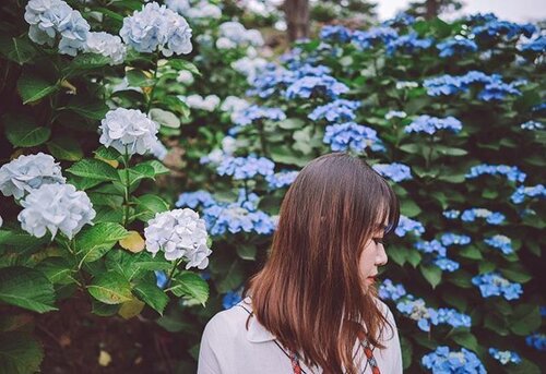 <div class="photoCaption">Hydrangeas, Hakone Japan. cr @simontey
#clairesimontravel #hakone #japan #summer
#clozette #explore #igdaily #today #portrait #vscocam #landscape #photography #travel #sonyimages #traveller #torigate #adventure #wander #art #vibes #flowers #beautiful #wanderlust #life #travelblogger #exploretocreate #zeiss #tgif #igjp #hakone #me</div>