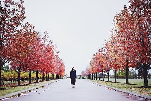<div class="photoCaption">Cant wait to see those maple leaves again. I was lucky in May. But the real one's in Nov. 🍁🍁really cant wait. 📷@simontey
#clairesimontravel #perth #autumn
#clozette #explore #igdaily #clouds #sgtravelblog #today #portrait #vscocam #landscape #photography #travel #sonyimages #traveller #nature #adventure #wander #art #mood #vibes #beautiful #wanderlust #life #travelblogger #exploretocreate #leaves #me</div>