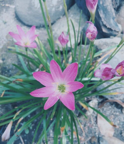 <div class="photoCaption">found this little flower blooming at our front yard! 💕 #home #atlast #garden #vscoph #clozette #love #homesweethome #wheninbicol</div>